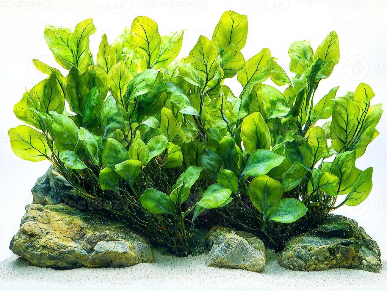 Ruppia maritima seagrass displays its unique thin leaves and delicate light green stems emphasizing fine textures pristine white background captivating natural aesthetic. photo