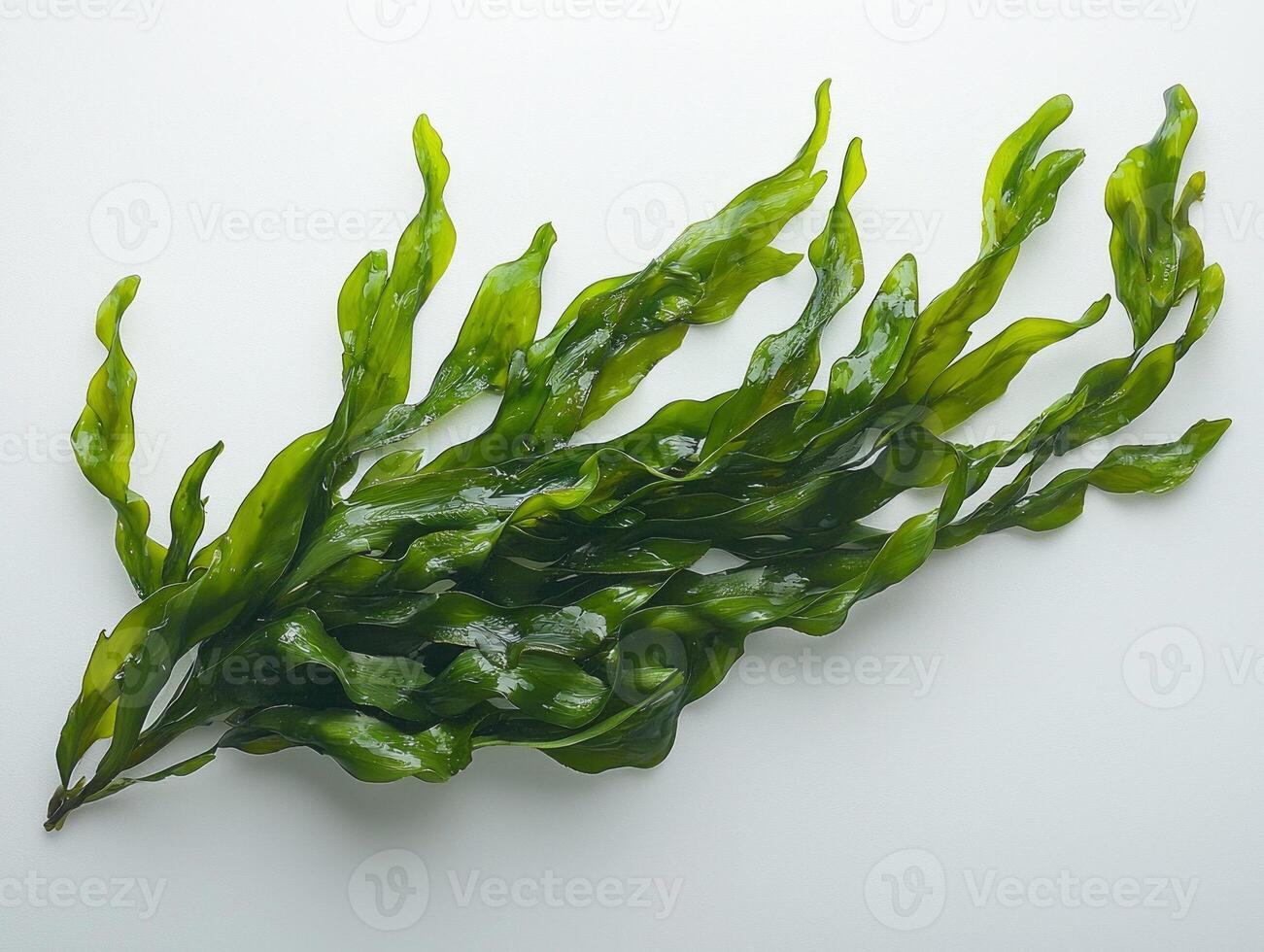 Halophila engelmannii seagrass displays pairs slender slightly curved leaves medium green hues. fine vein patterns are highlighted sharp clarity contrasting white background. photo