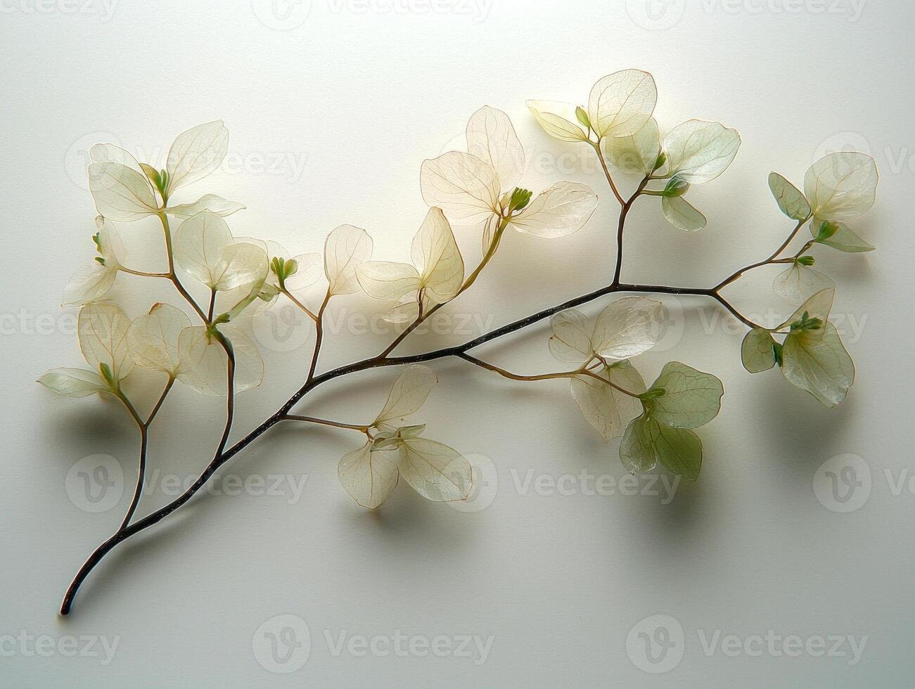 Halophila decipiens seagrass displays small lance shaped leaves characterized pointed ends and fine structures elegantly isolated pristine white background clarity. photo
