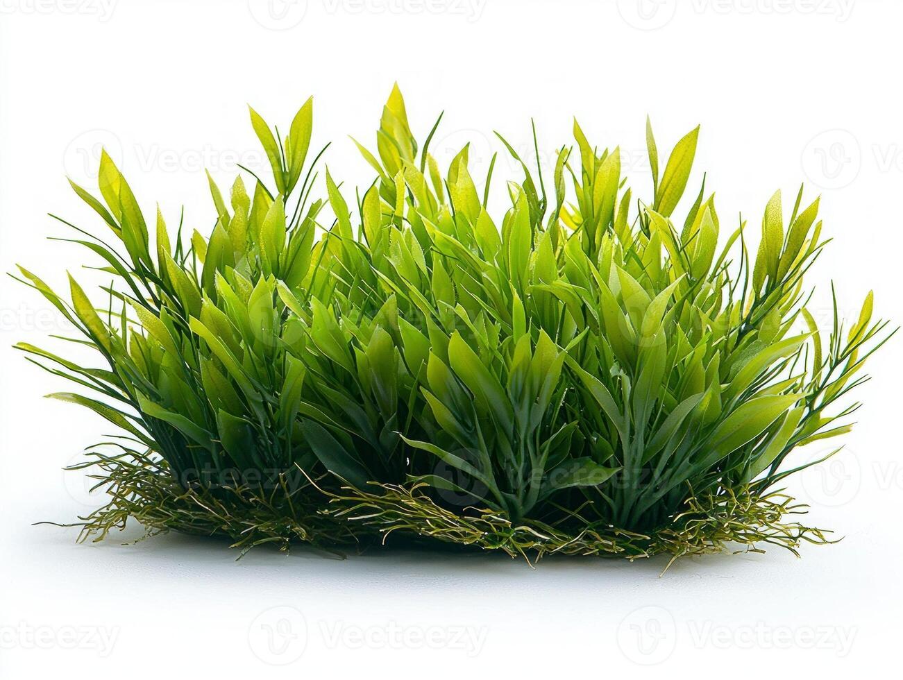 vibrant display Amphibolis antarctica seagrass highlights distinct characteristics its wiry stems and clusters narrow leaves all stunning greenish brown hue. photo