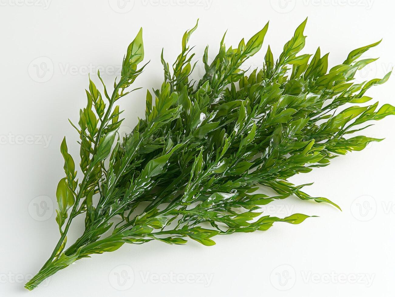 Posidonia angustifolia seagrass showcases its narrow and elongated leaves characterized pointed tips rich green hues and intricate linear textures set pristine white backdrop. photo