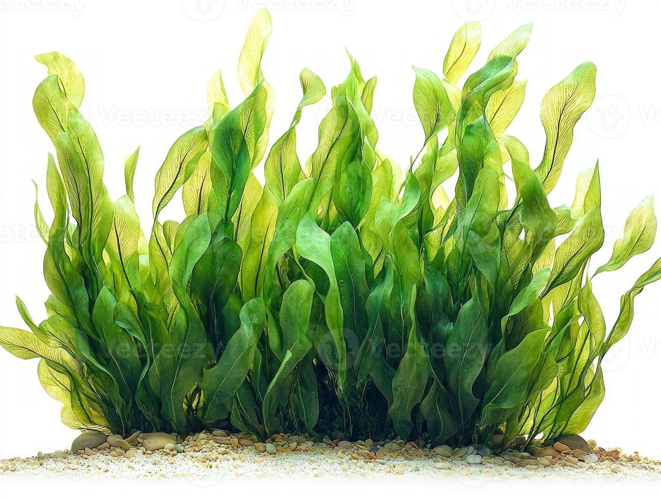 composition showcases Syringodium isoetifolium seagrass its elongated smooth leaves highlighted white backdrop emphasizing its vibrant green coloration and fine texture. photo