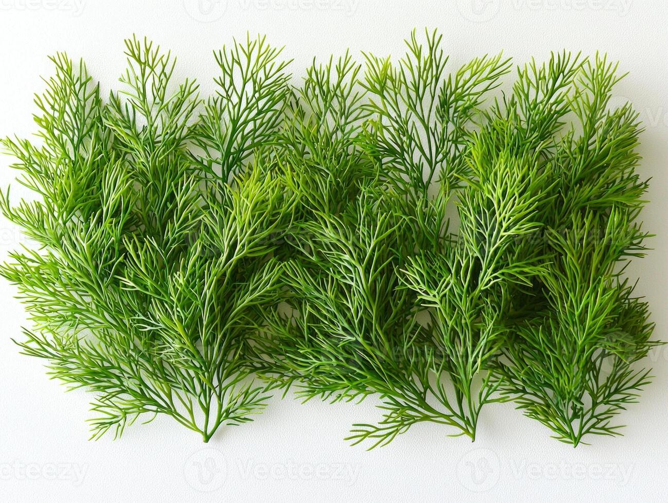 focus Ruppia maritima seagrass displaying slender thread like leaves and delicate stems light green hue highlighting its fine textures and natural beauty white surface. photo