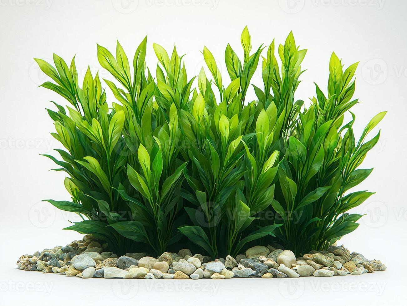composition showcases Cymodocea rotundata its bright green short wide leaves and rounded ends highlighting plants intricate leaf structures clear isolation white backdrop photo