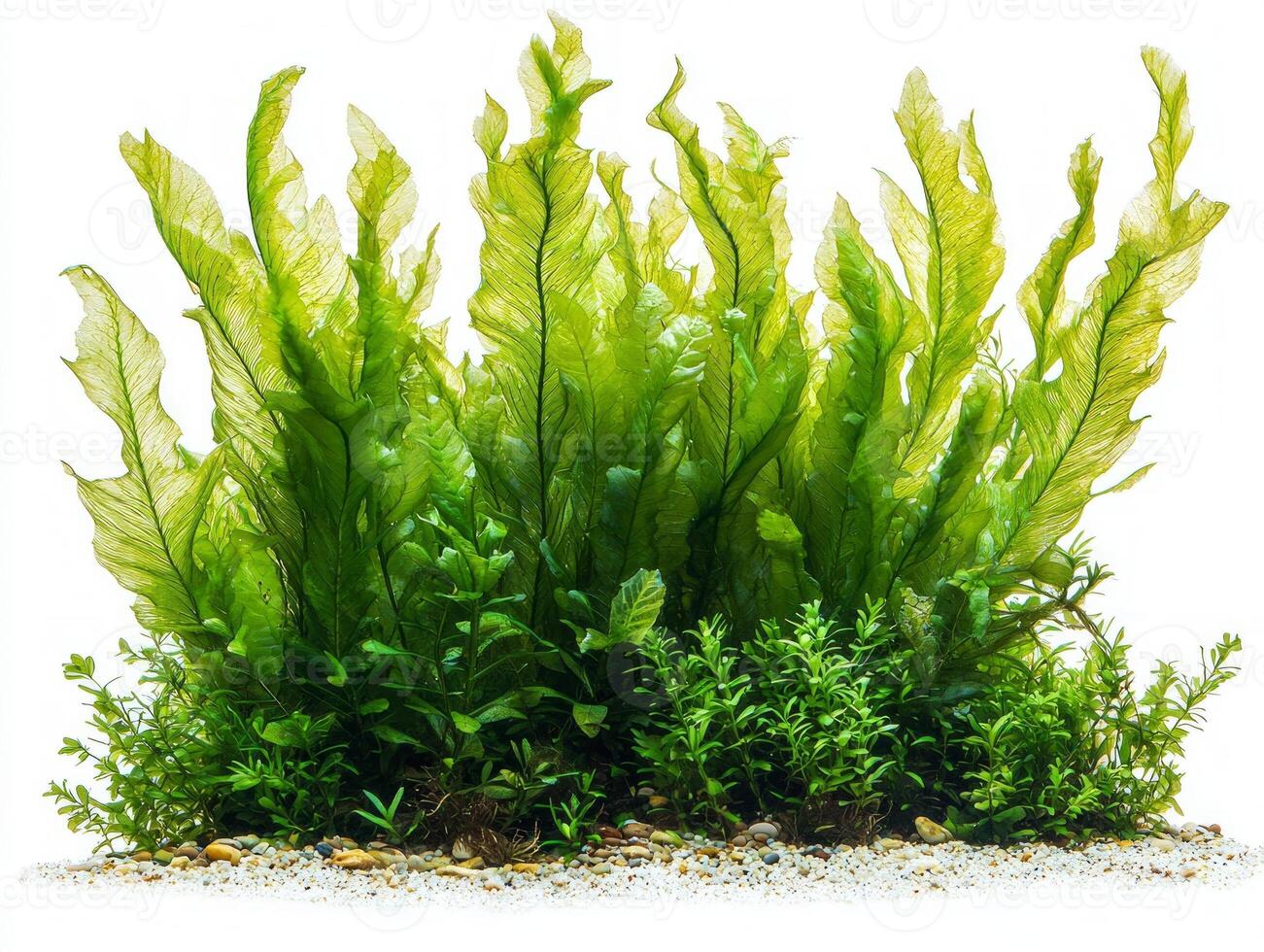 Medium green Thalassia hemprichii seagrass showcases broad ribbon like leaves rounded tips and detailed vein patterns isolated clarity and emphasis its natural beauty. photo