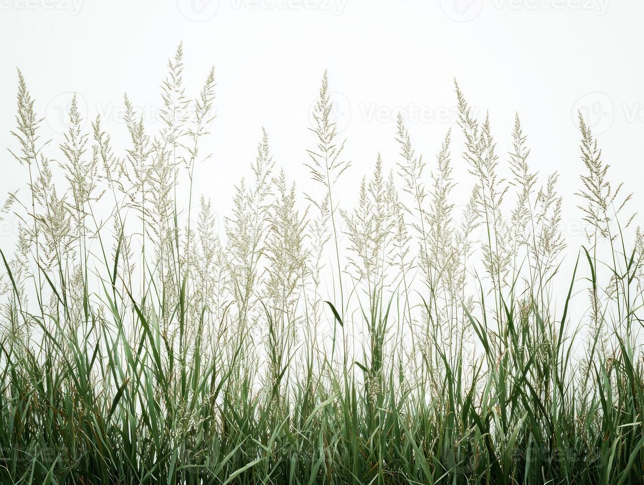 Halophila decipiens seagrass stands its fine lanceolate leaves displaying pale green hues and sharp tips enhancing beauty underwater vegetation minimalistic setting. photo