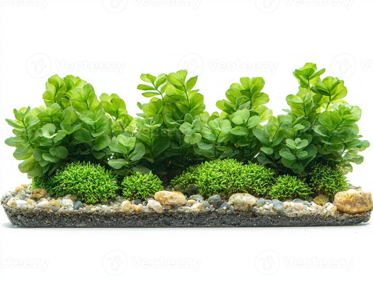 Cymodocea rotundata displayed its lush rounded leaves and intricate structures emphasizing plants beauty and ecological importance marine environments. photo