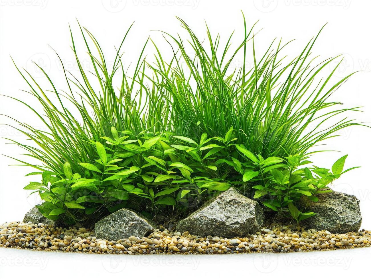 Posidonia angustifolia showcases its narrow elongated leaves pointed tips vibrant green hues surrounded fine textures and linear patterns bright backdrop. photo