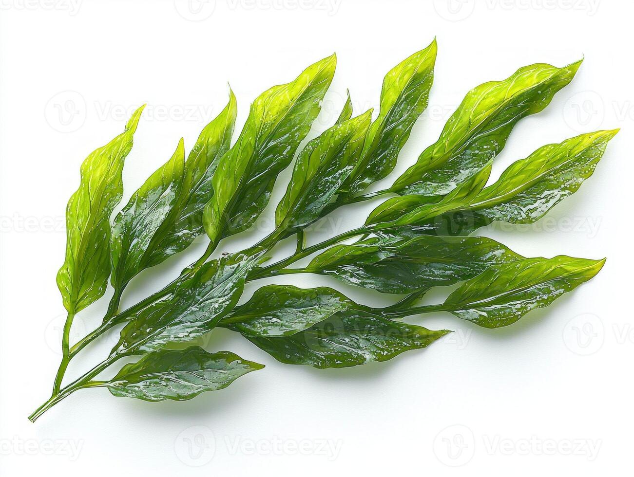 detailed portrayal captures Thalassia hemprichii seagrass its medium green ribbon shaped leaves featuring rounded tips and distinct vein patterns isolated white background. photo
