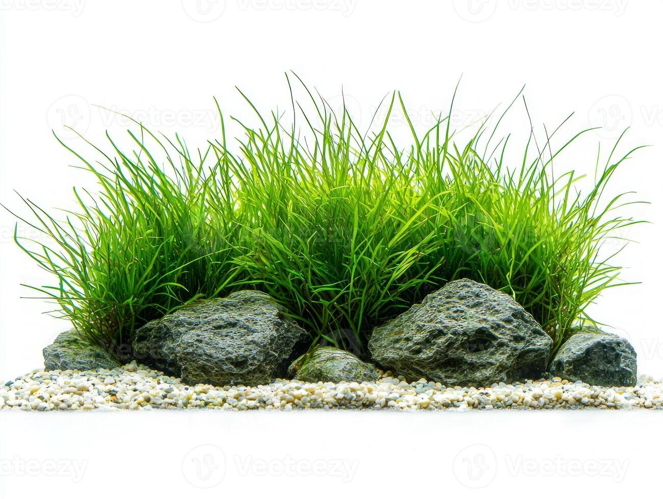 Halophila engelmannii showcases medium green leaves arranged pairs exhibiting slight curve and detailed vein patterns striking visual effect minimalist white backdrop. photo