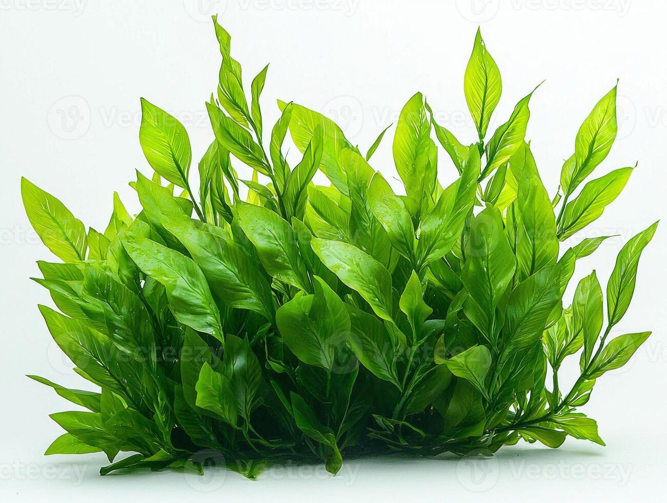 Vibrant Thalassia testudinum seagrass displays its sturdy texture and wide flat leaves emphasizing vivid green color and intricate details white background. photo
