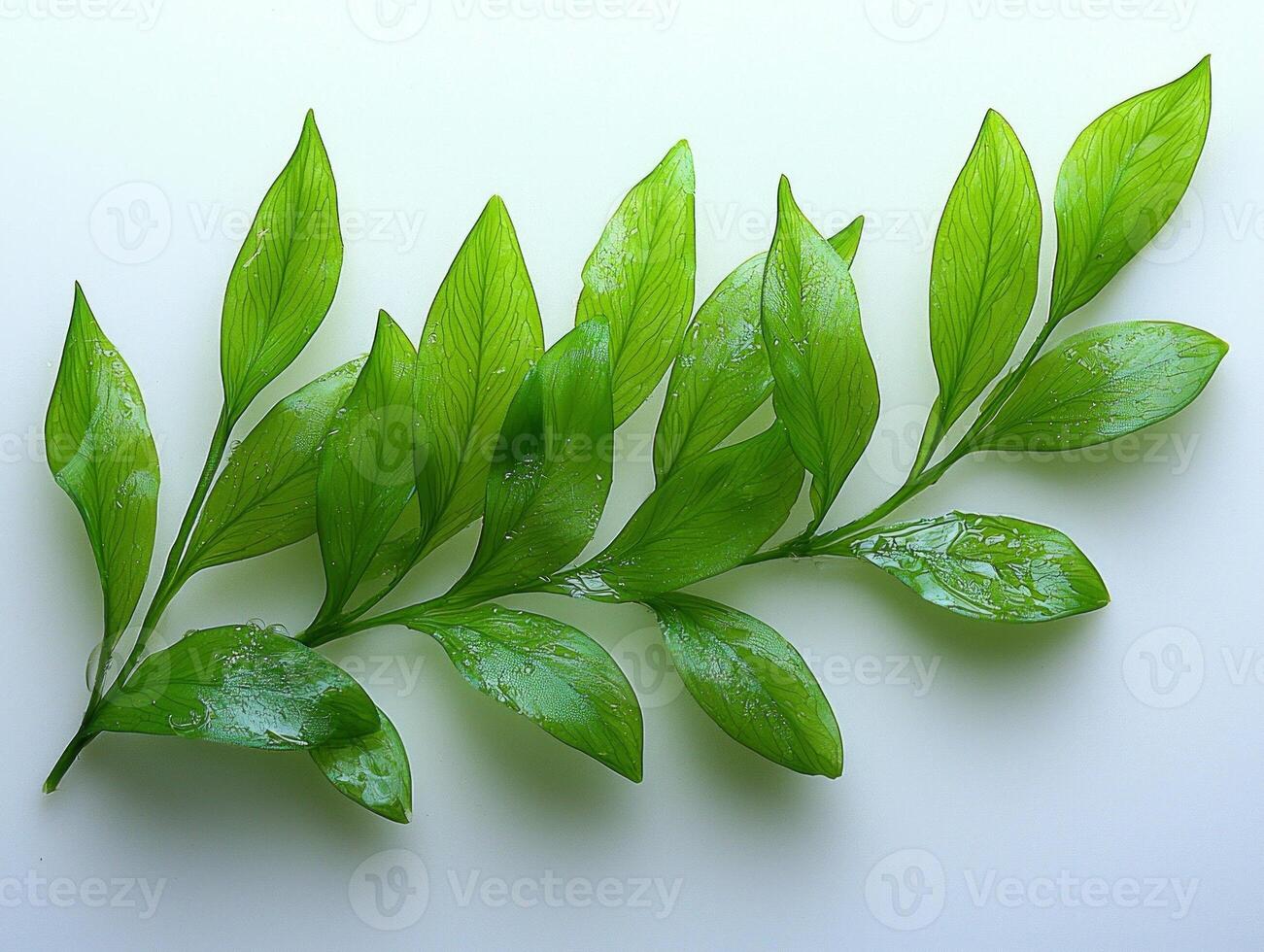Halophila decipiens seagrass features slender lanceolate leaves pointed tips highlighted soft pale green tones presenting intricate fine leaf details clean white backdrop. photo