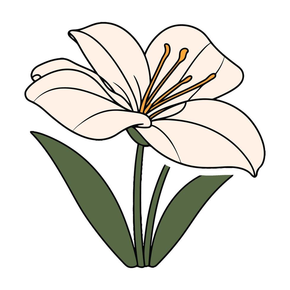 A white lily with green leaves on a white background vector