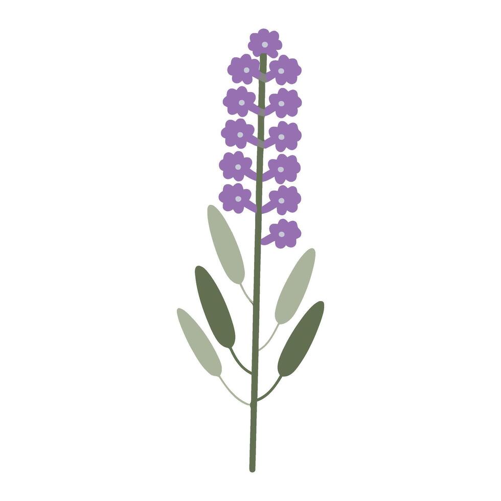 Lavender flower illustration vector