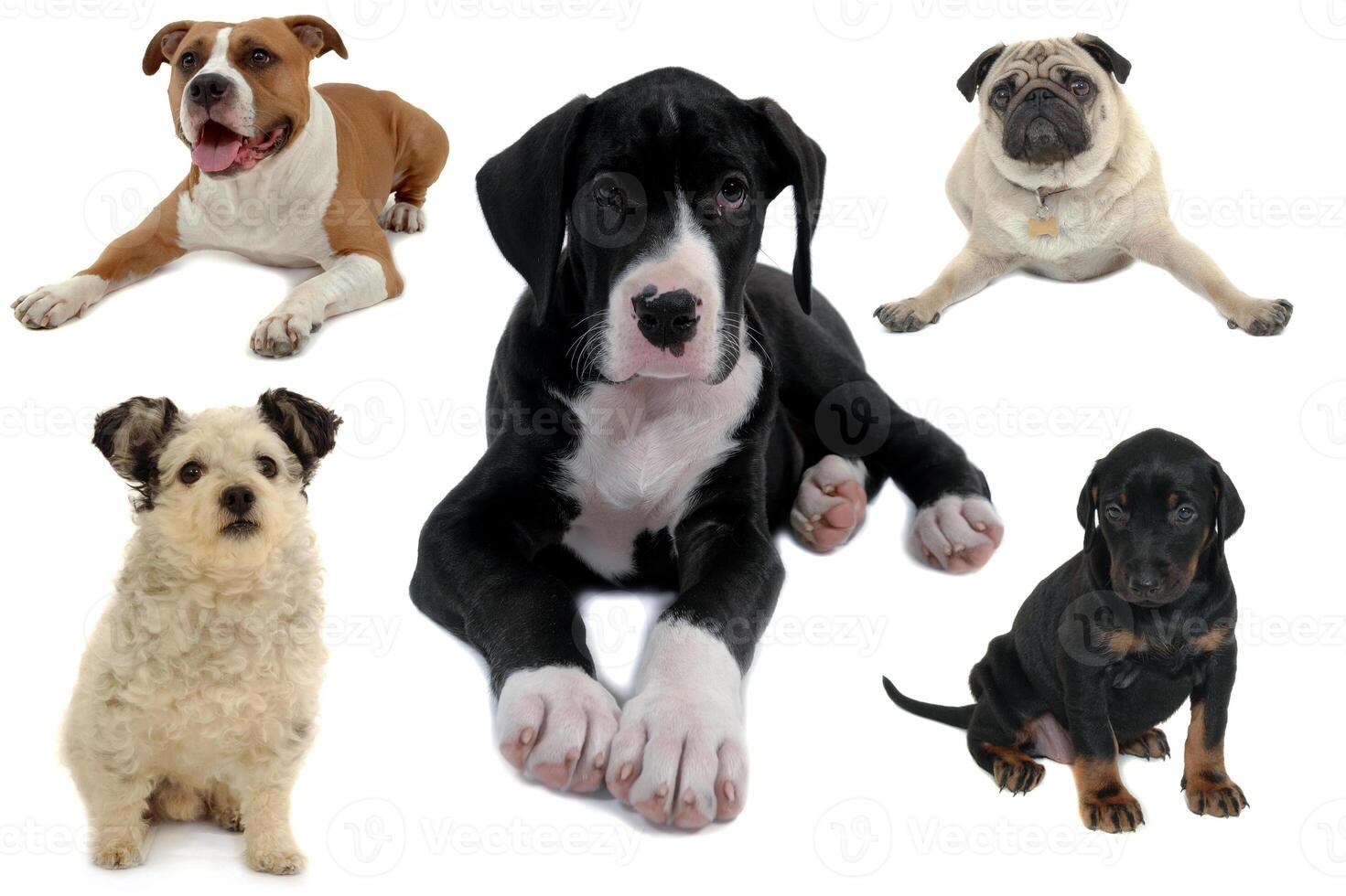 Dog collection isolated on white background photo