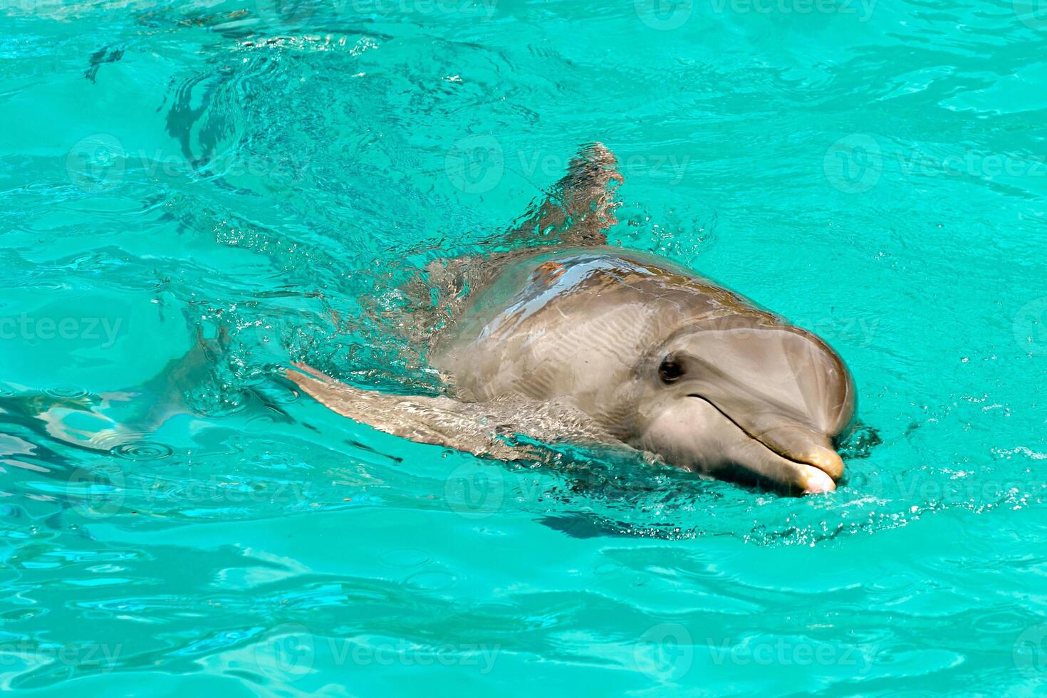 Dolphin swimming in water photo
