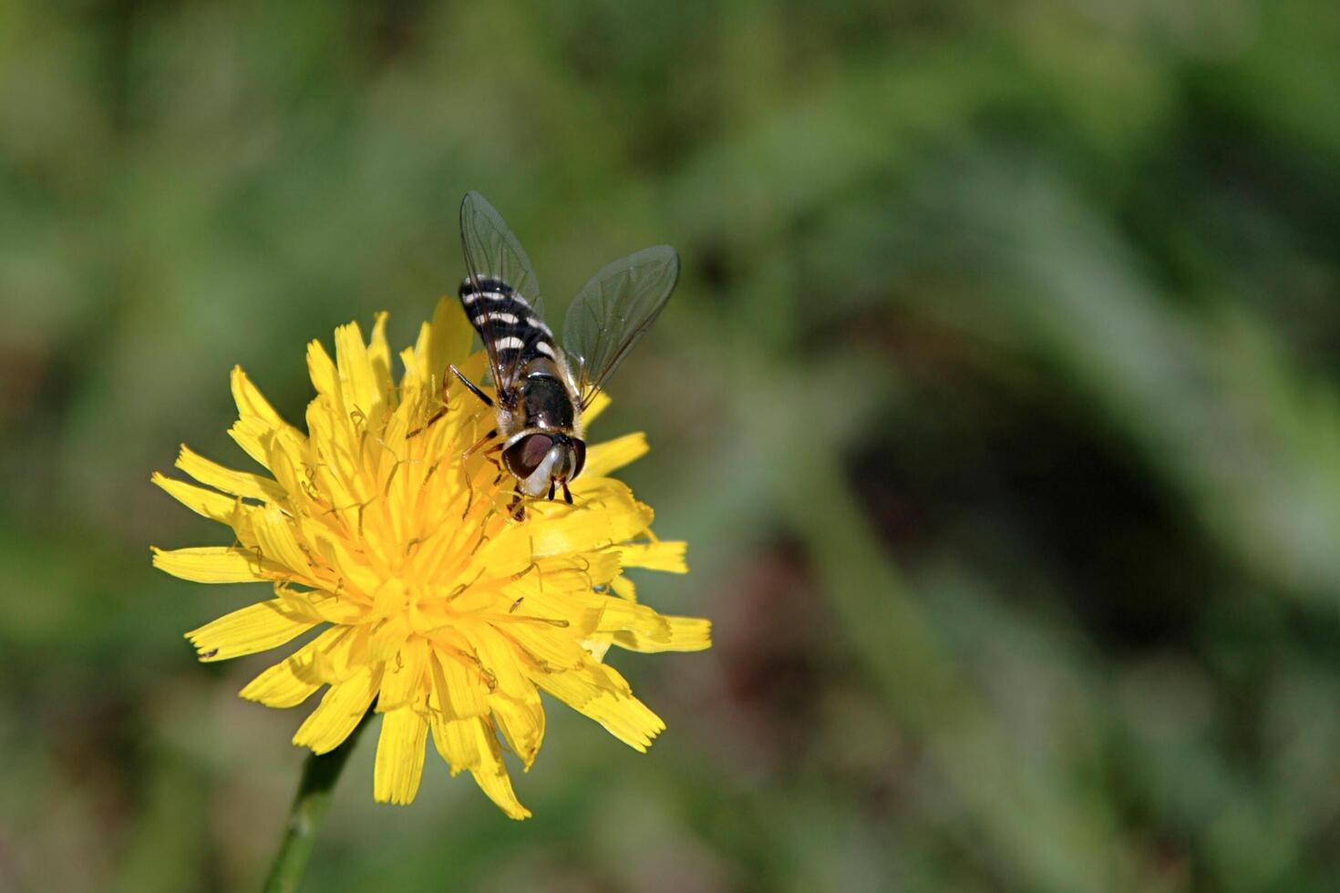 Flower and bee photo