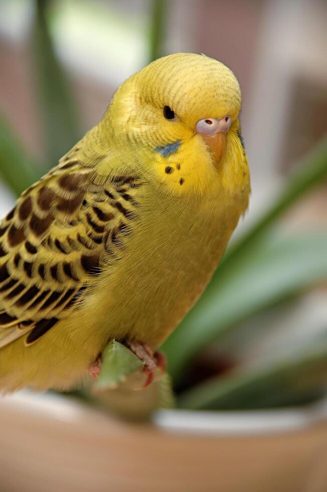 Tame bird sitting on a plant photo