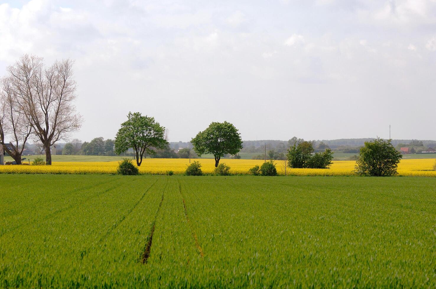 Green and yellow fields photo