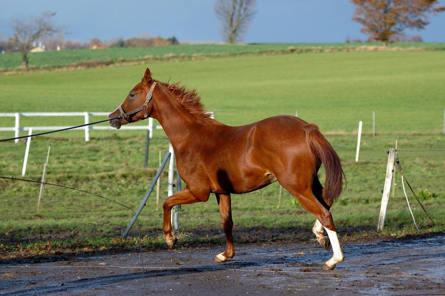 Horse in the field photo