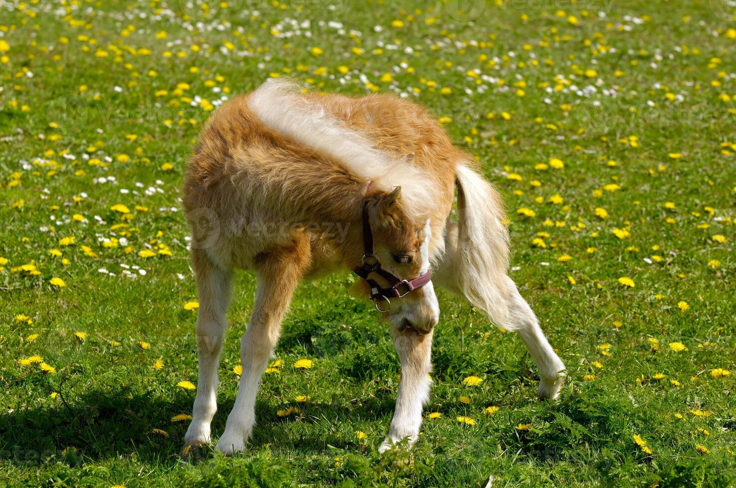 Young horse on green field photo