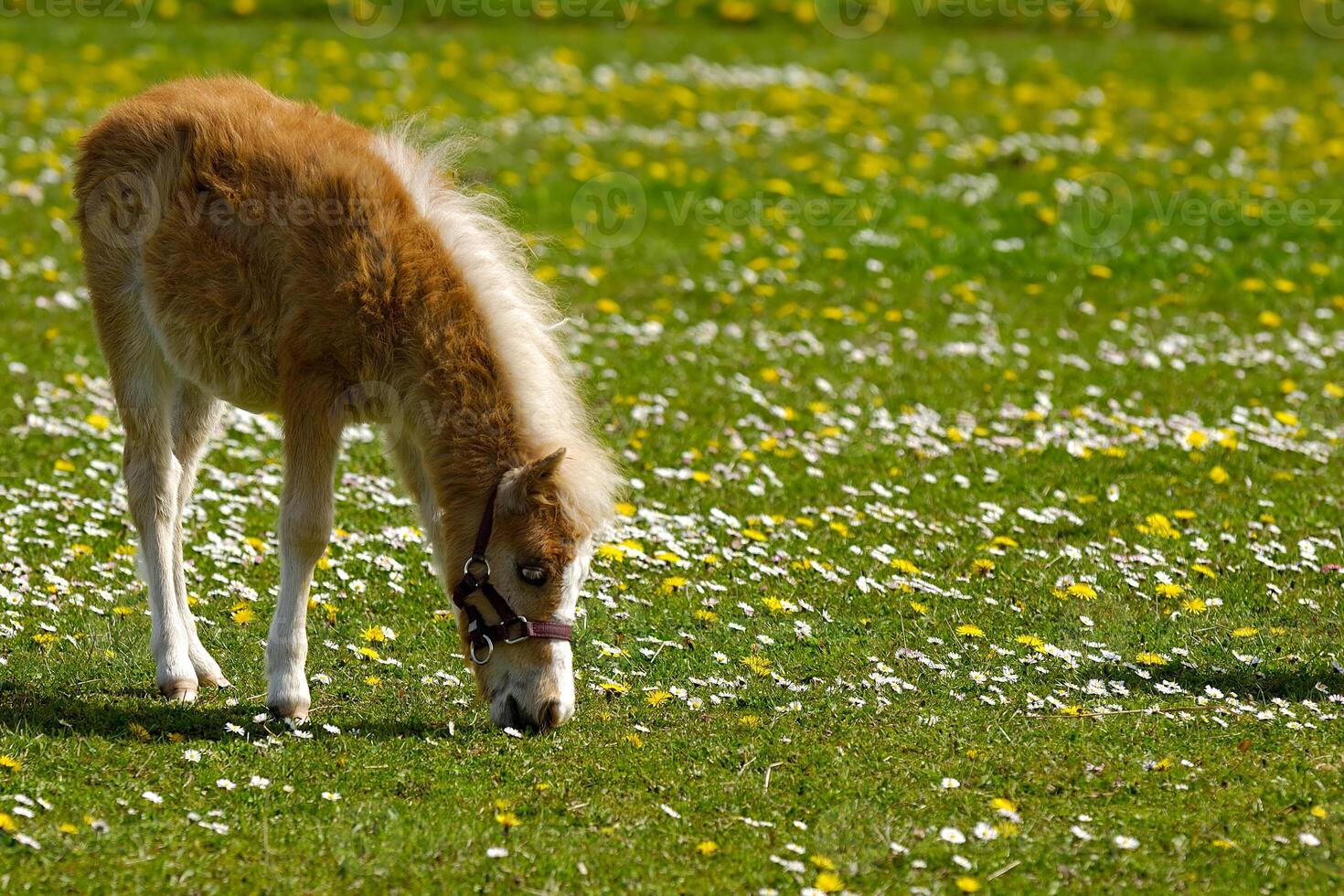 Horse foal is eating grass photo