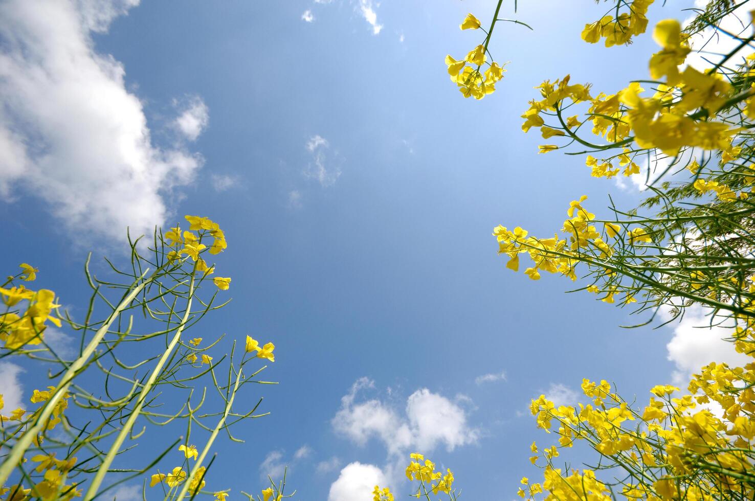 Sky, clouds and yellow rape photo