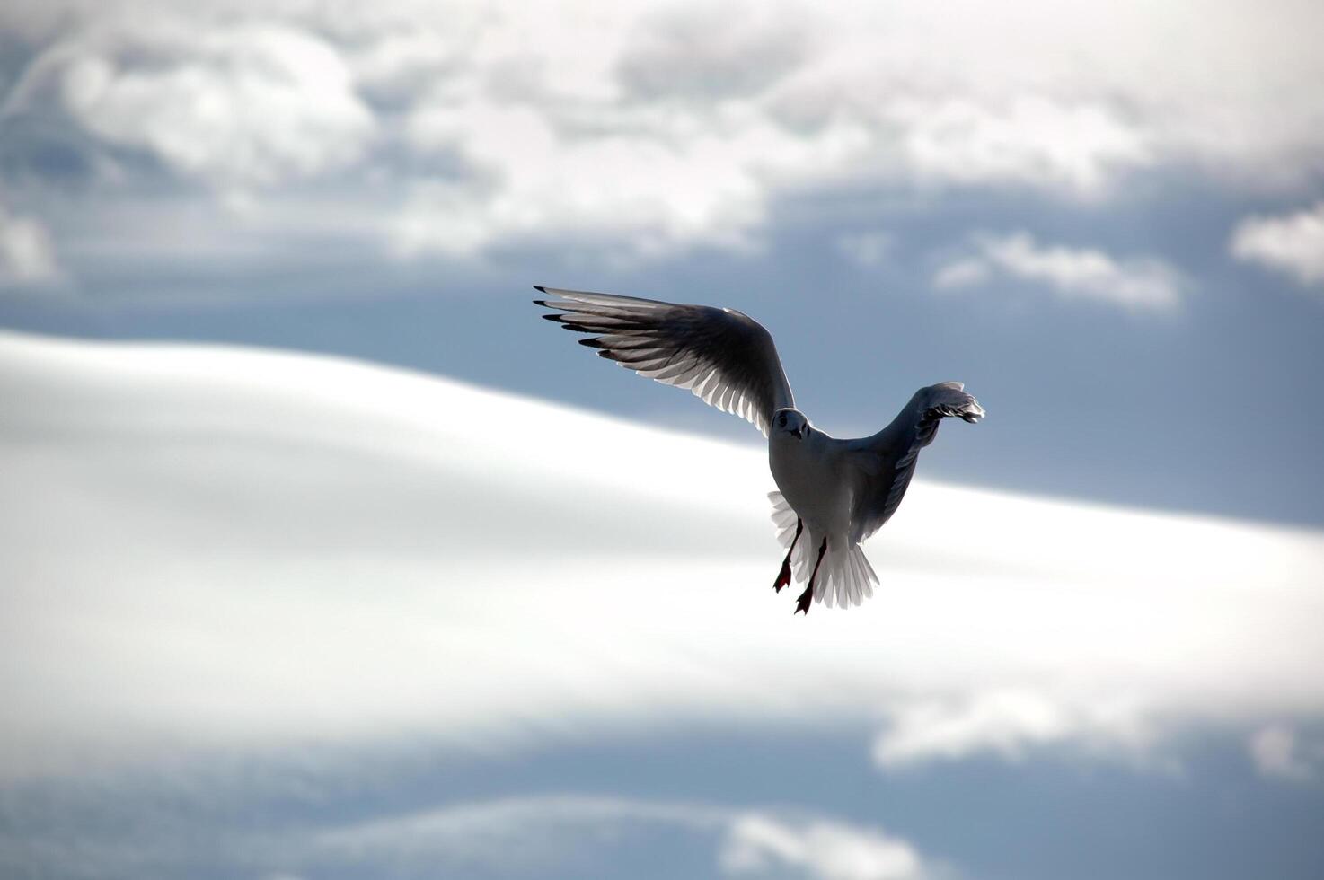 Seagull and clouds photo
