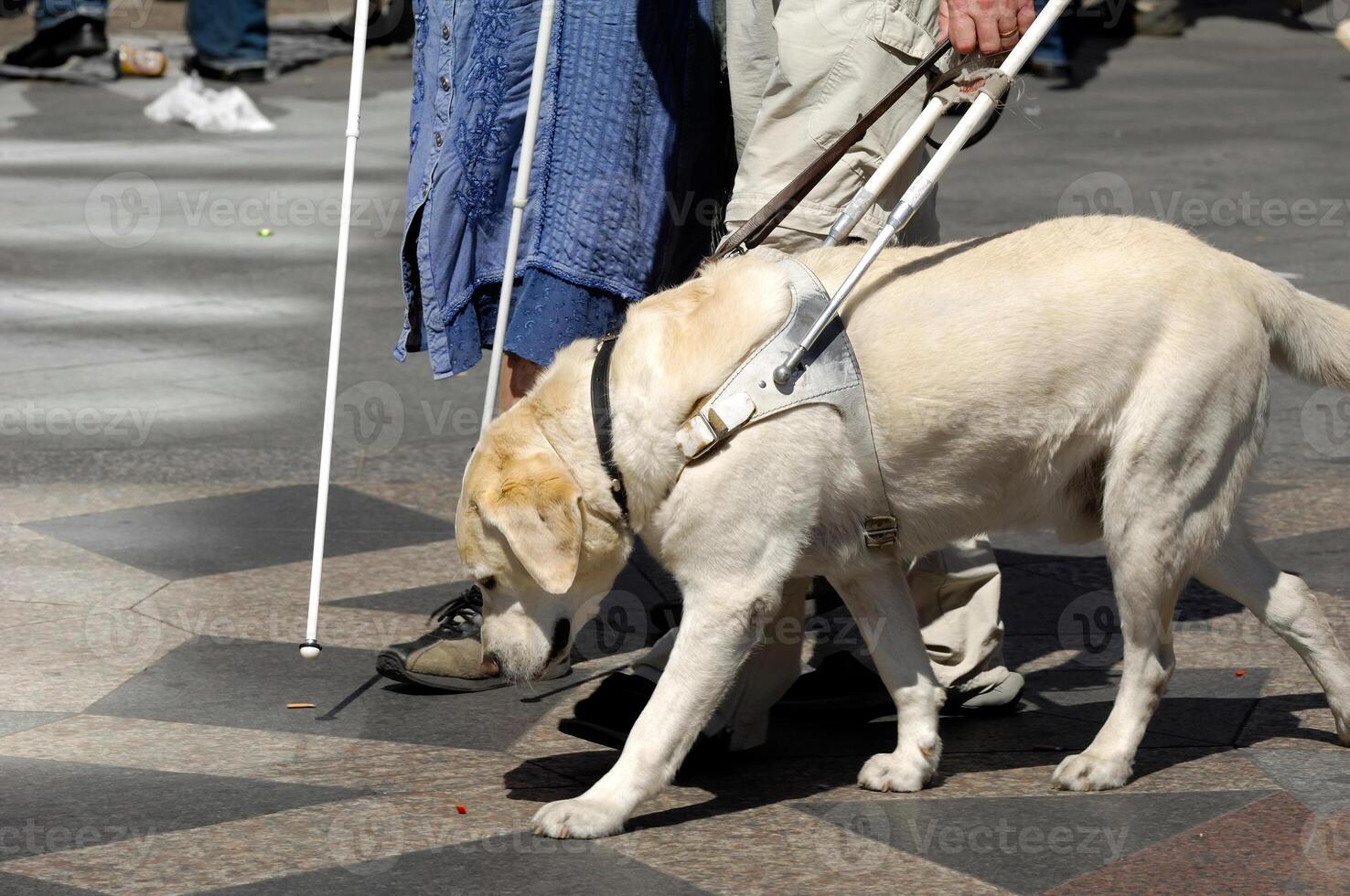 A guide dog photo