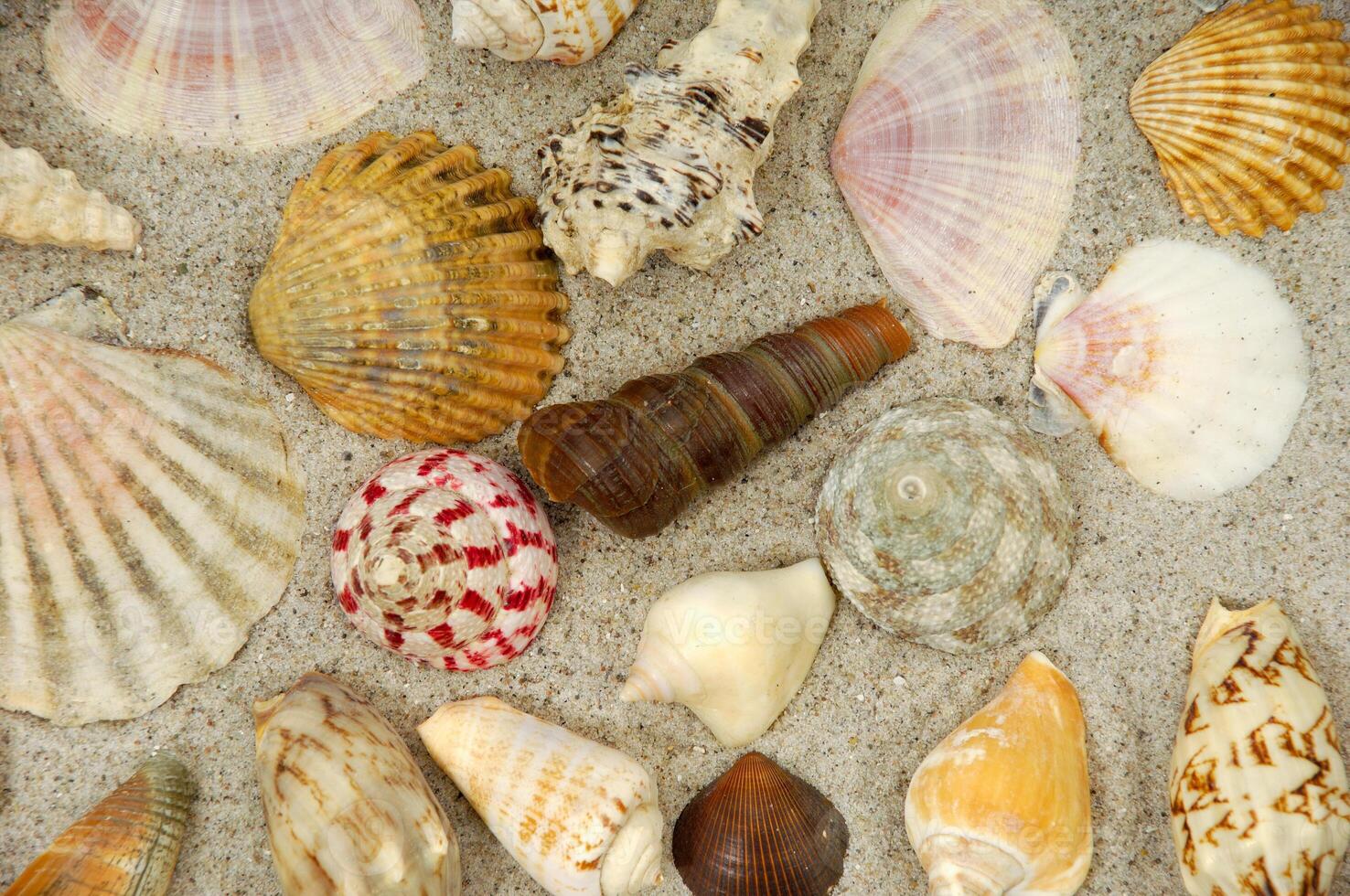 Shells in the sand photo
