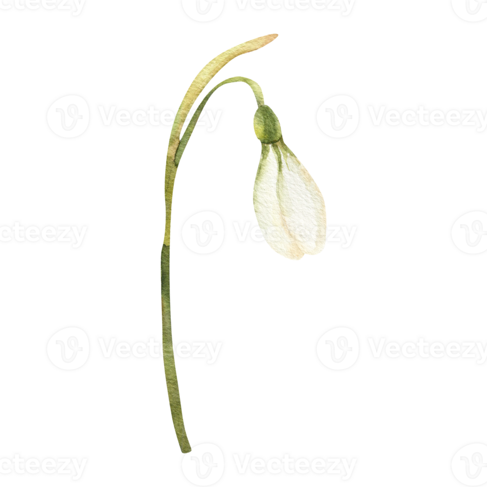 Snowdrop white bud with green leaves,spring first flower watercolor clipart. Hand drawn floral element, romantic female botanical art for poster, label, concept design png