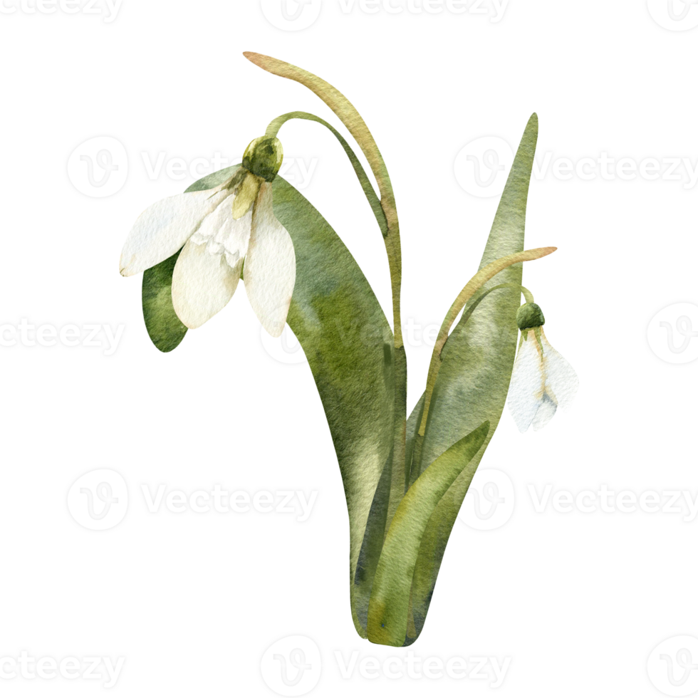 White spring first flowers, romantic snowdrops composition with blooms and buds on green leaves watercolor clipart. Hand drawn botanical element for kitchen utensils, interior, poster design. png