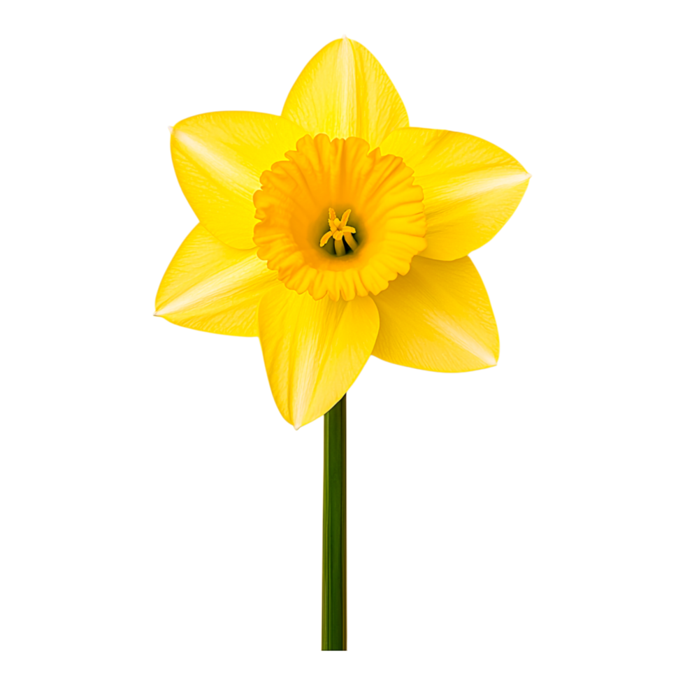 Beautiful Vibrant Daffodil Flower with Bright Yellow Petals and Center, Perfectly Isolated on a Solid Background for Spring and Floral Designs, Celebrating Nature Beauty png