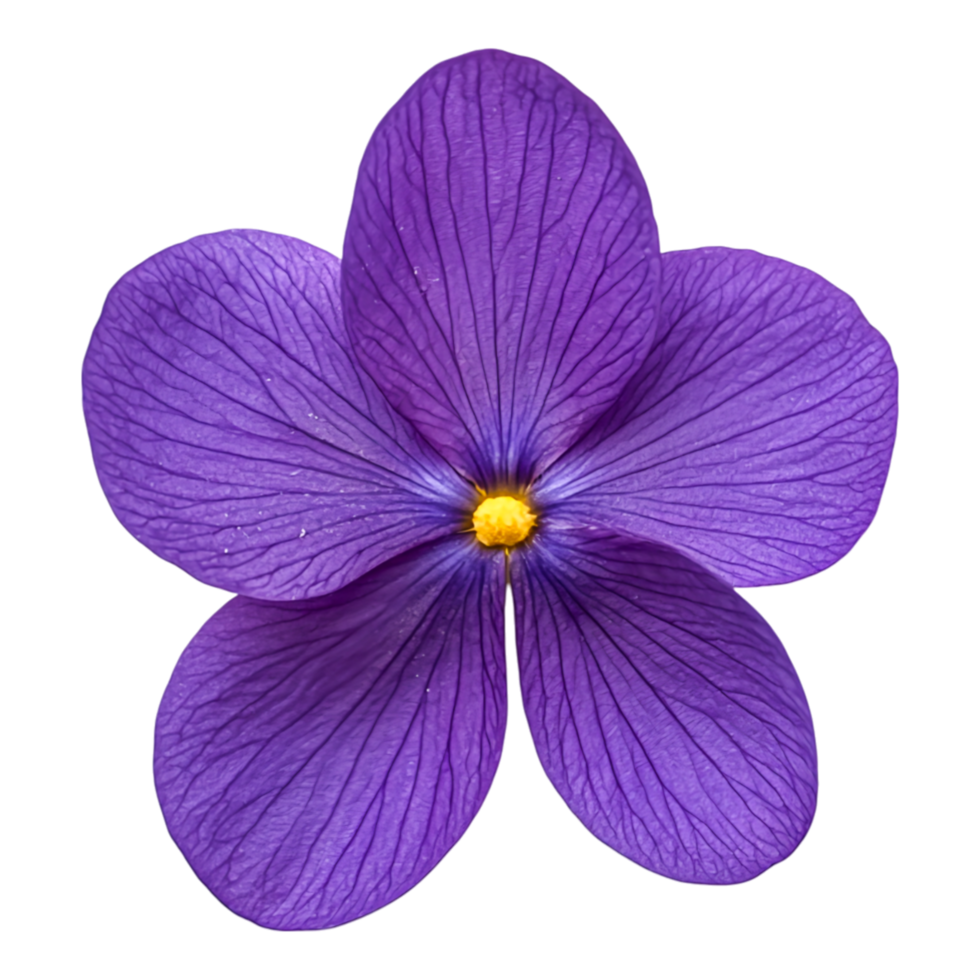 Delicate Violet Flower with Intricate Petals and Vibrant Color Showcasing Beauty of Nature, Ideal for Floral Designs and Nature-Themed Projects png