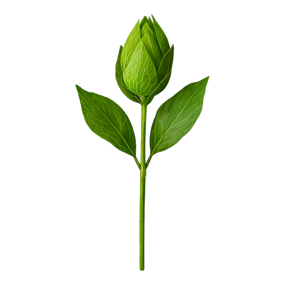 Fresh green flower bud with vibrant leaves symbolizing nature, growth, and potential for artistic and botanical representations png
