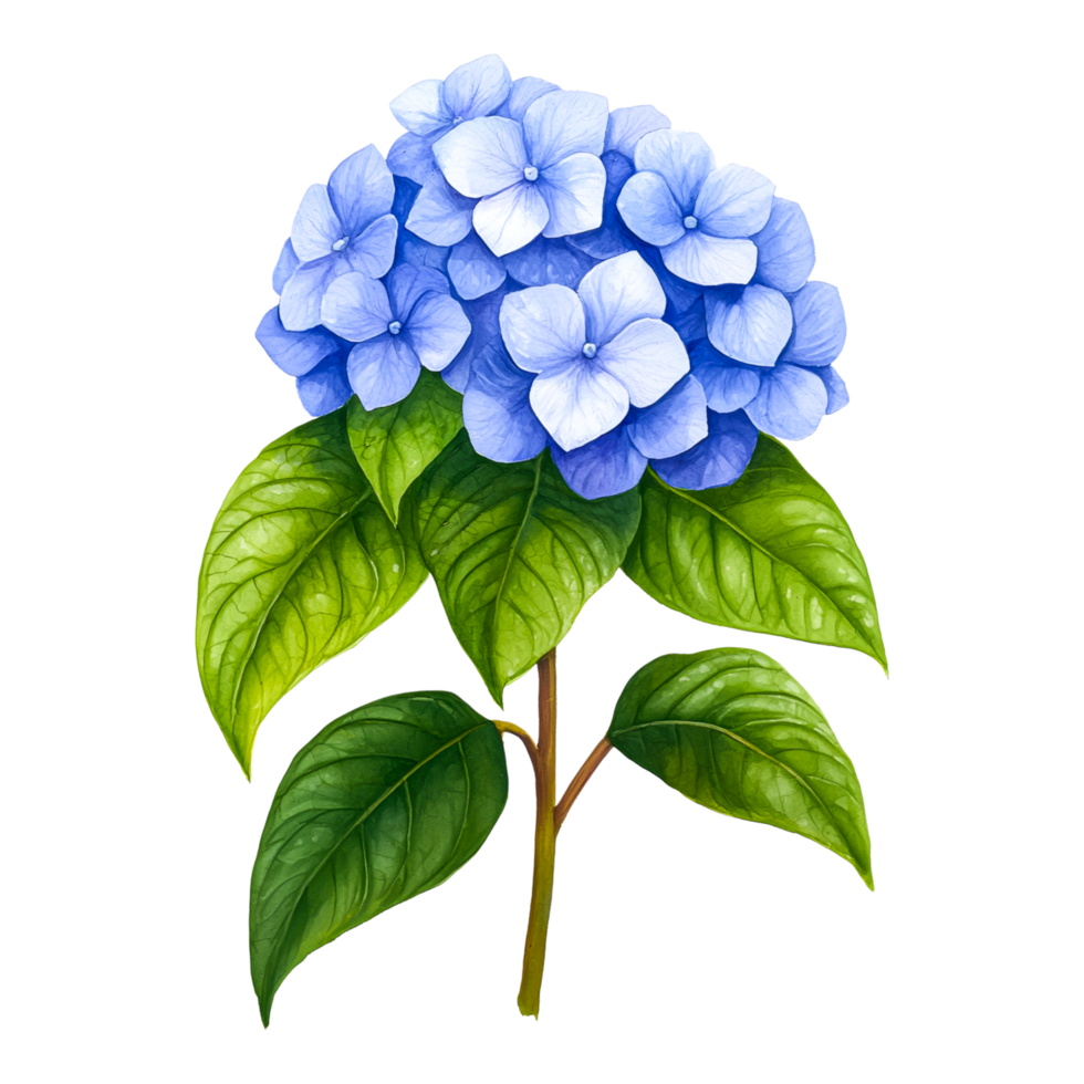 Beautiful Blue Hydrangea Flower with Lush Green Leaves, Perfect for Spring and Summer Decor, Floral Illustrations for Botanical Art Enthusiasts png