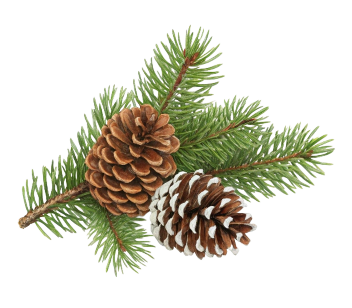 Pine cones and fir branches creating festive holiday decoration on transparent background png