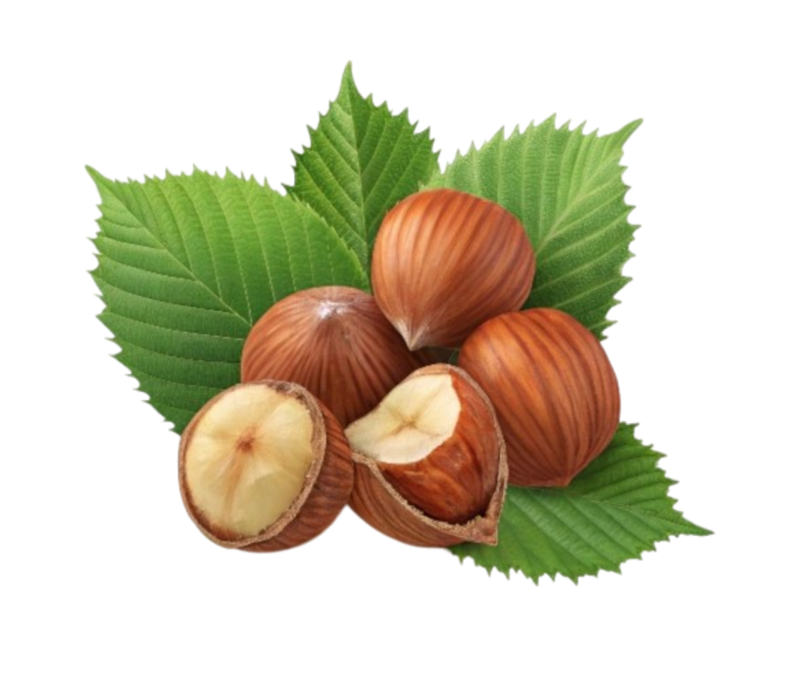 Hazelnuts with leaves resting on transparent background png