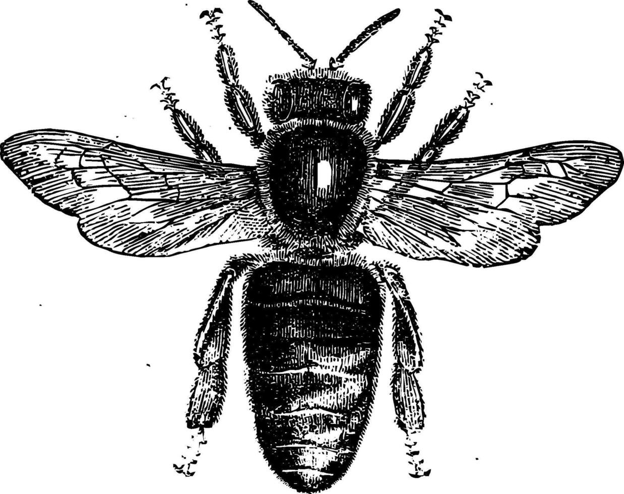 vintage bee illustration vector