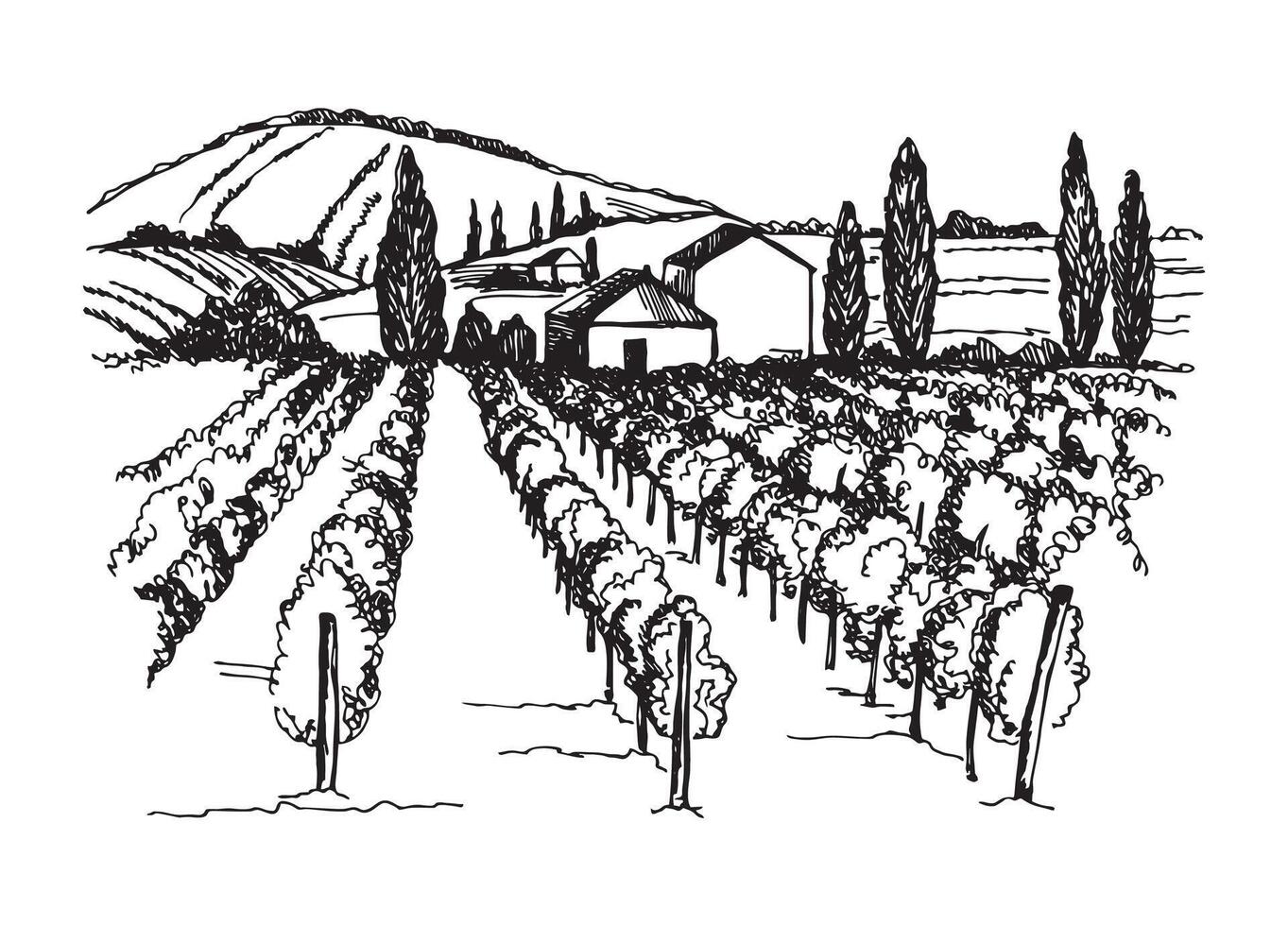 a drawing of a vineyard from the early 20th century. vector