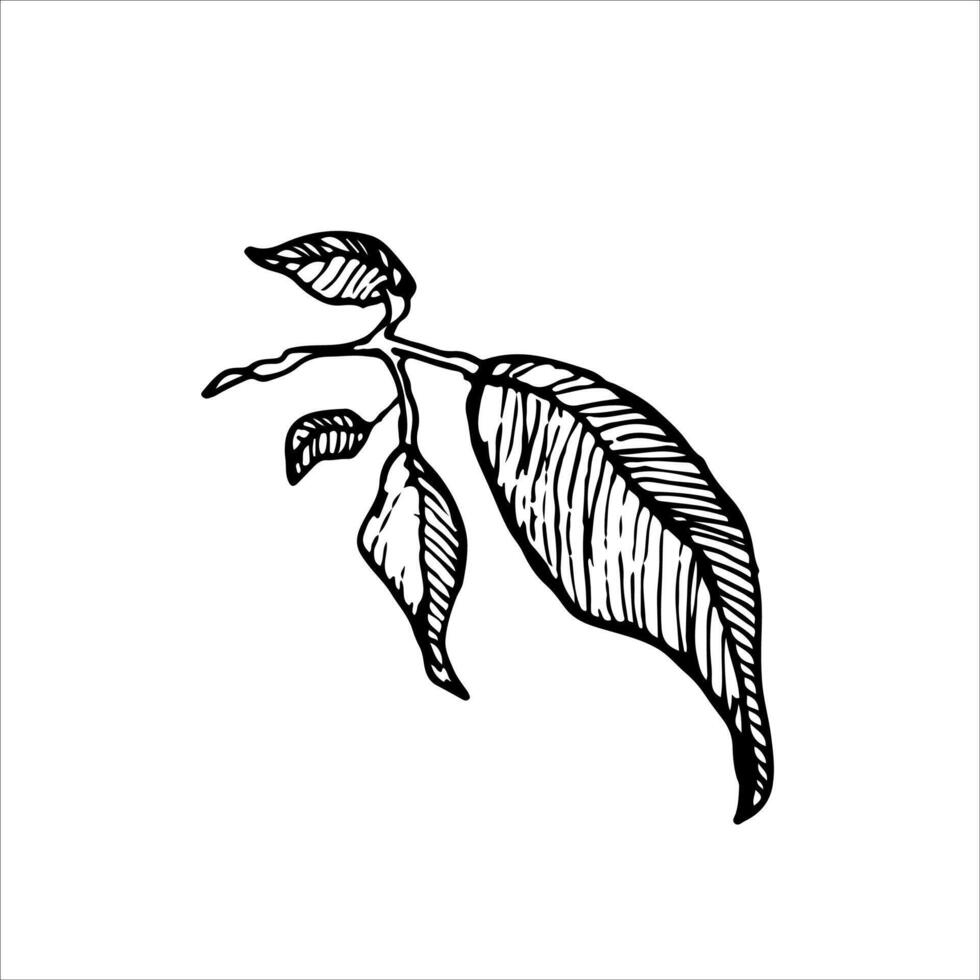 A detailed black and white leaf branch drawing, perfect for botanical, eco, and nature-themed designs. Clean and minimalist with a focus on natural beauty vector