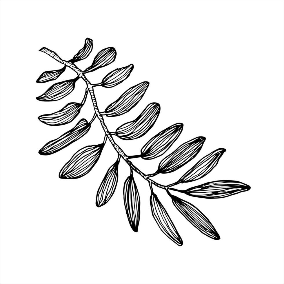 Highly detailed black-and-white illustration of a leafy branch. Ideal for botanical designs, nature themes, and organic-inspired projects vector