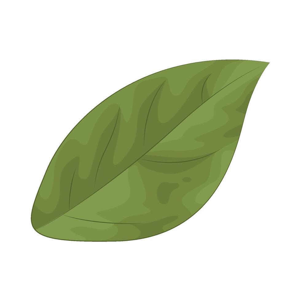 Illustration of leaf vector