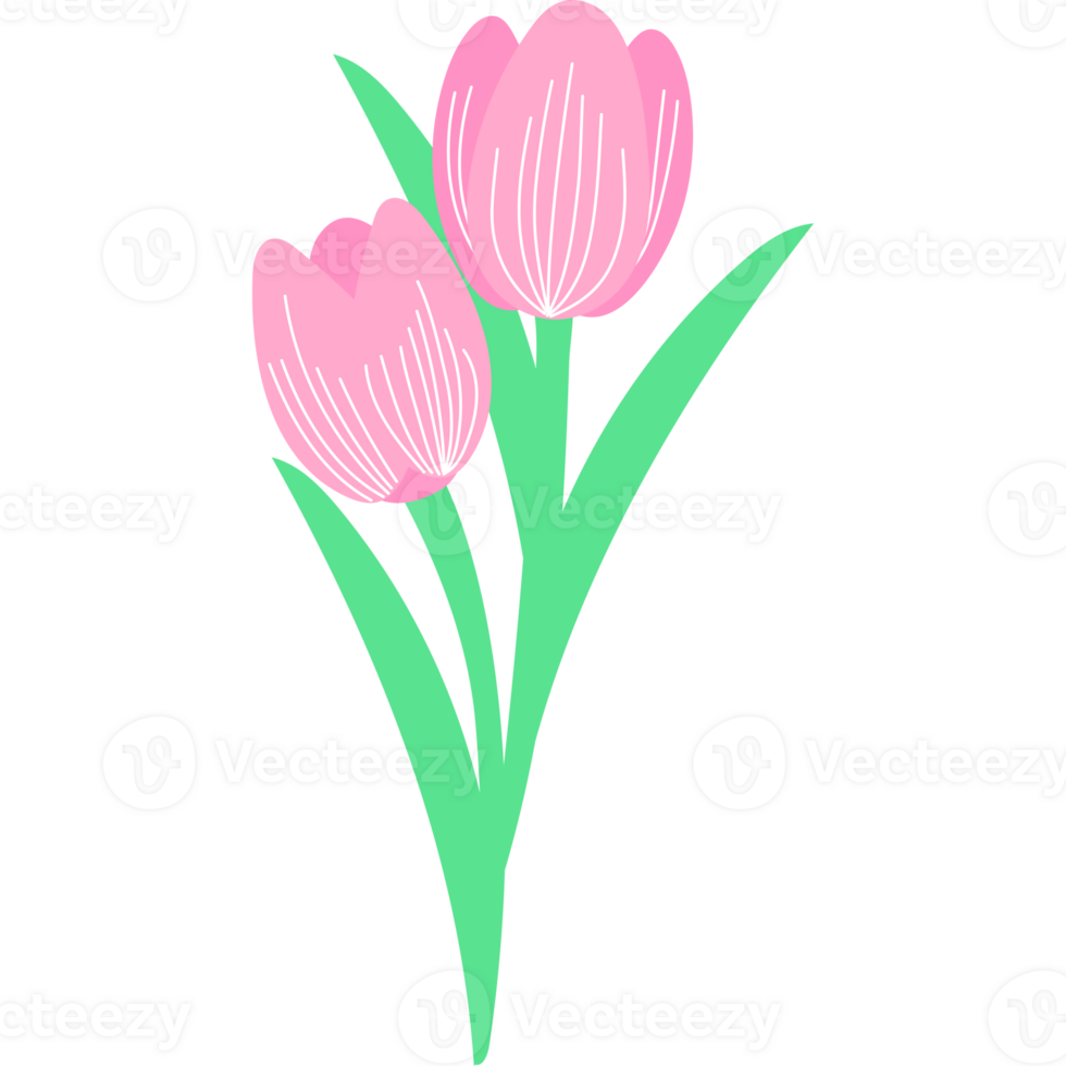 tulip flower bloom png