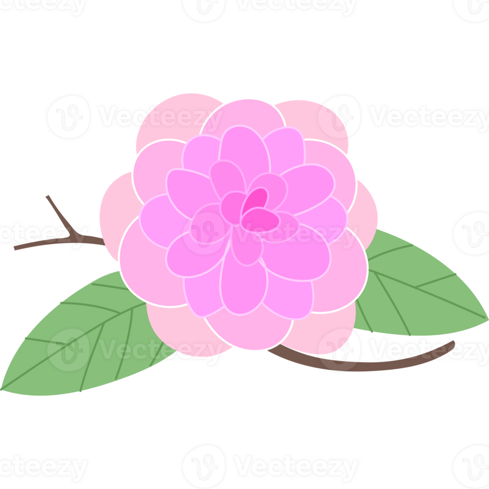 camellia flower bloom png