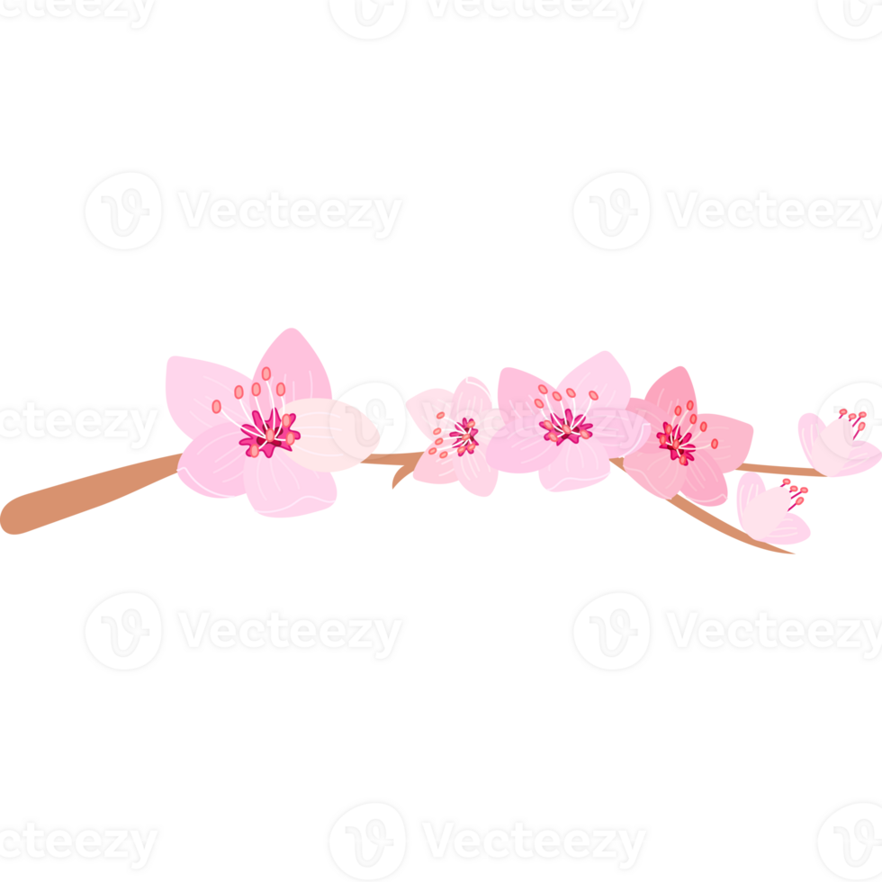 cherry blossum flower bloom png