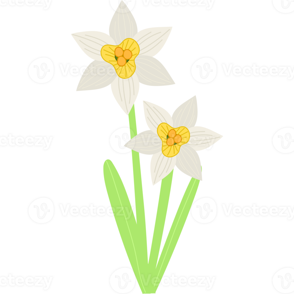 narciscus flower bloom png