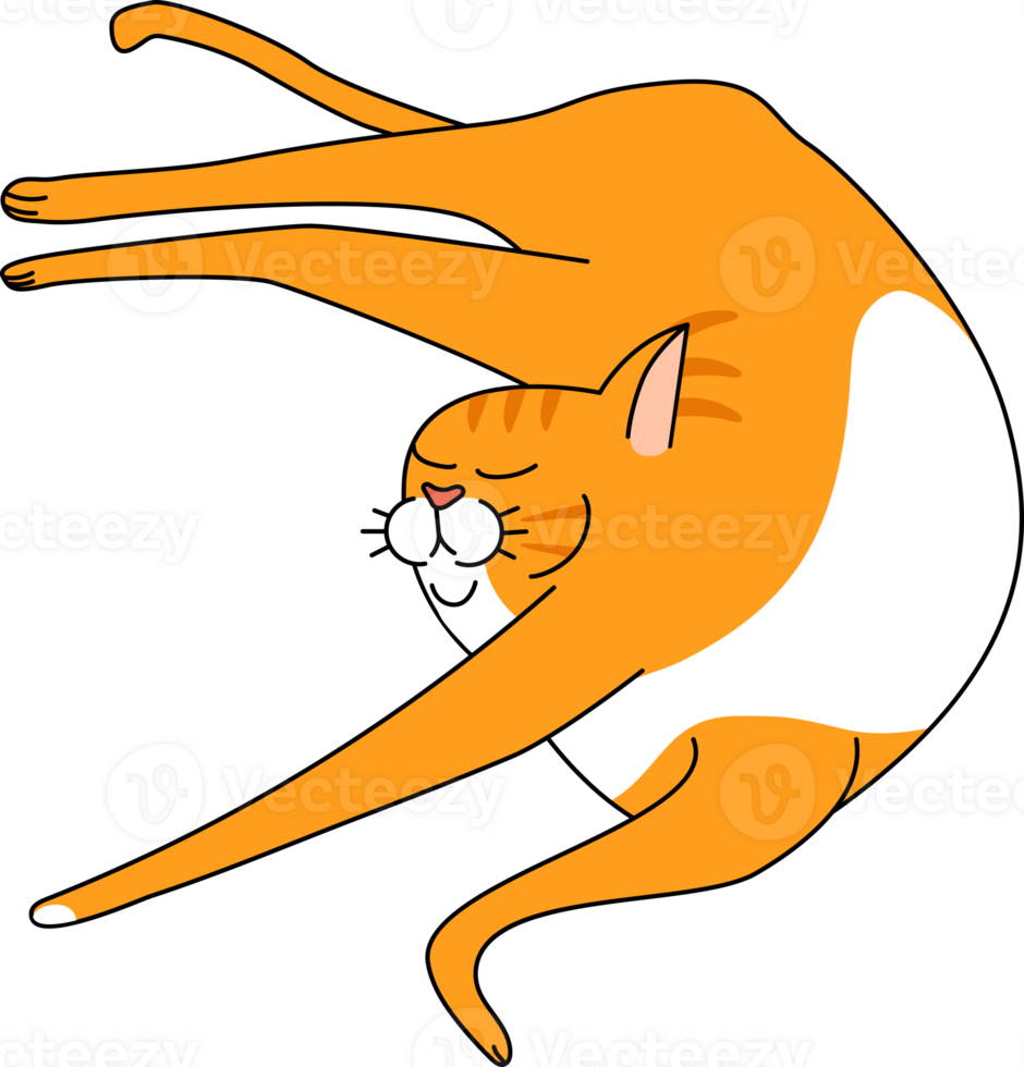 an lazy cat lying on its back png
