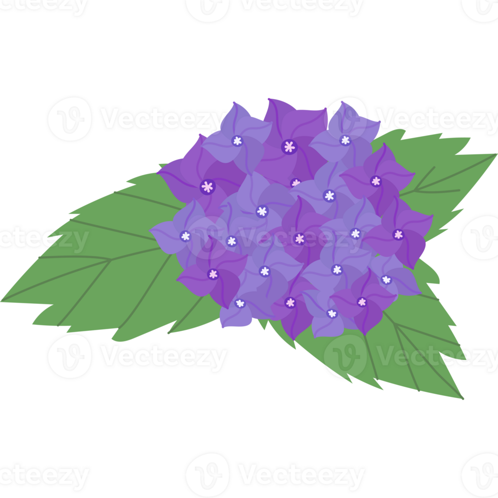 hydrangea flower bloom png