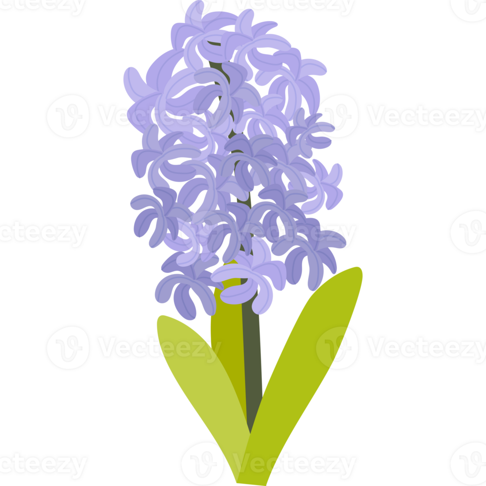 hyacinth flower bloom png